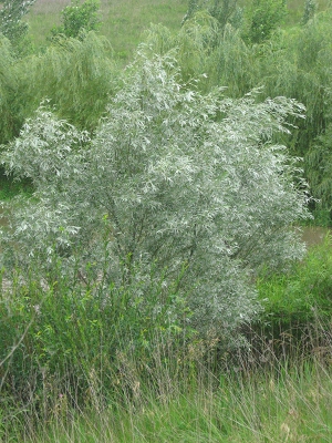 Fast Growing Silver Leaved Trees