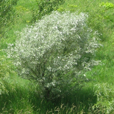 Faster Tree Growth Ornamental Silver Leaf