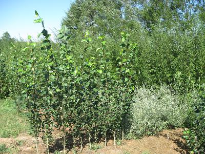 Beautiful Willow Trees