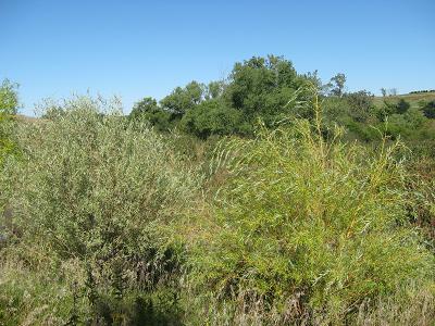 Quicksilver Weeping Willows